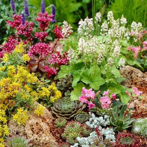 Sempervivum-Mischung Bloomique 6er-Mix Winterhart für Gartenpflanzen Topf 7 cm