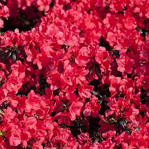 Rhododendron obt. 'Maruschka' - Japanische Azalee | 20-25cm im Topf |Für Gartenanbau| Blühe im Frühjahr|Pack von 1 Stk