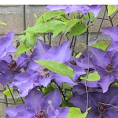 Clematis The President - Winterharte Kletterpflanze für Anfänger - Blühende Klematis in der Natur - 1 Pflanze