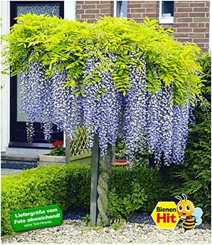 BALDUR Garten Winterhartes Stämmchen Wisteria sinensis Blauregen, für Sonnig Den Standort, bienenfreundlich, 1 Pflanze