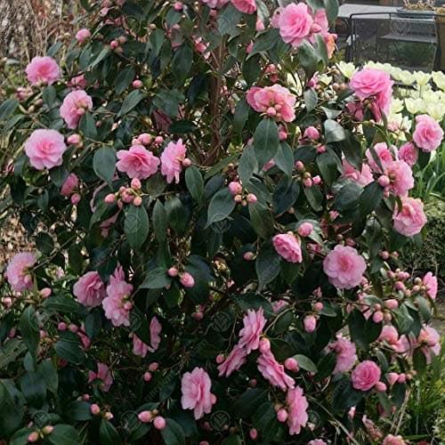 Camellia williamsii 'Spring Festival' - Immergrüner pinker Gartenstrauch für Anwender im Garten | 9cm Topf