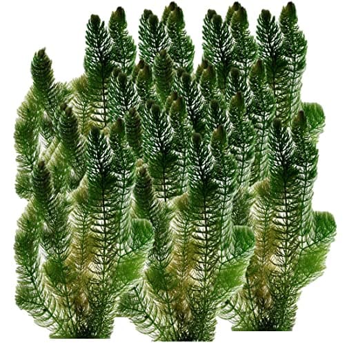 vdvelde.com - Grobes Hornblatt - 5 Liter - Schwimmende Sauerstoffpflanze - für Aquarier - ideales Sauerstoffierenetz - P