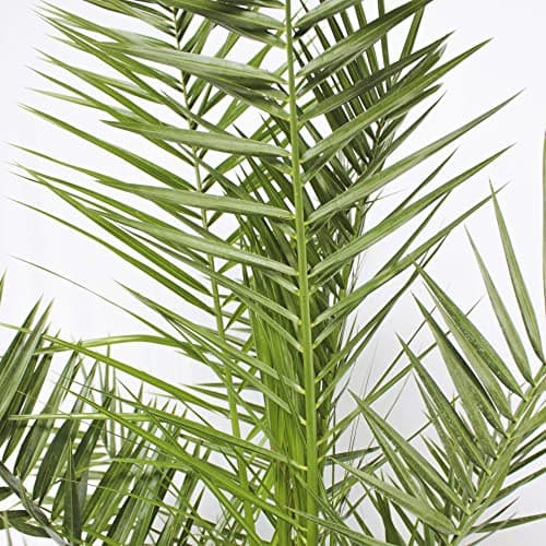 Gardener's Dream Phönix Canariensis Kanarische Dattelpalme - Exotische Palme für den Garten, Terrasse und Balkon, Winter