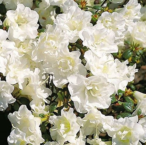 Japanische Azalee Schneeperle® - Kleinwuchs - Zuhause und Garten