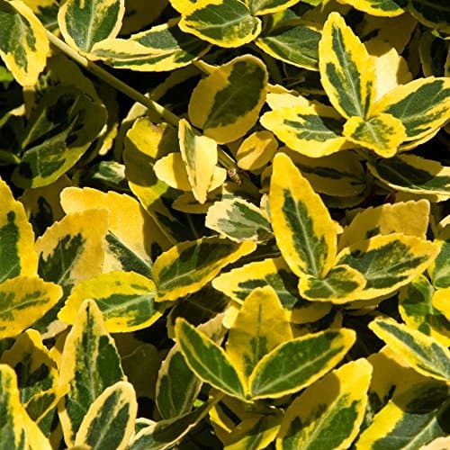 Emerald 'n Gold Euonymus fortunei Immergrüner Strauch - Topf für Gartenanpflanzungen - Hellgrüne und goldfarbene Blätter