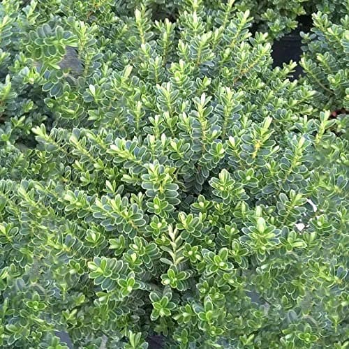 Hebe 'Vernicosa' - Lackierte Blätter, Immergrüner Blühenstrauch | Garten | Pflanzenliebe Gender |_executor_output: Hebe