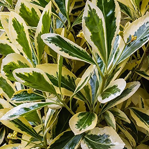 Euonymus japonicus Bravo - Immergrüner Topfgartenstrauch | Schön bei Haus und Garten | Idealer Baumschmuck für Terrassen
