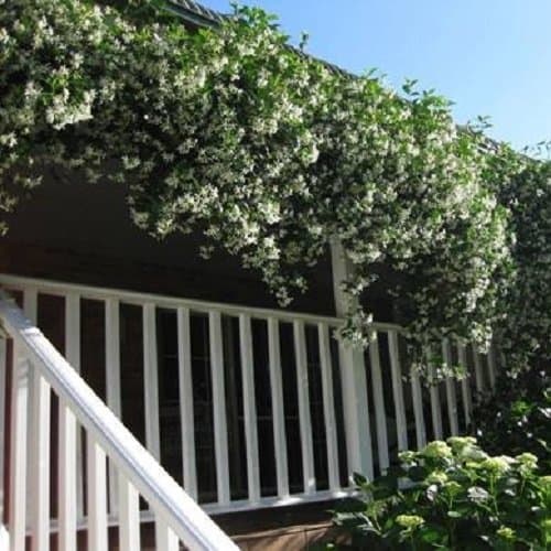 Sternjasmin Weiß - Winterhart - Immergrüner Duftjasmin - Gartenpflanze - 1,5 Liter Topf - Wachstum bis zu 400 cm - Winte