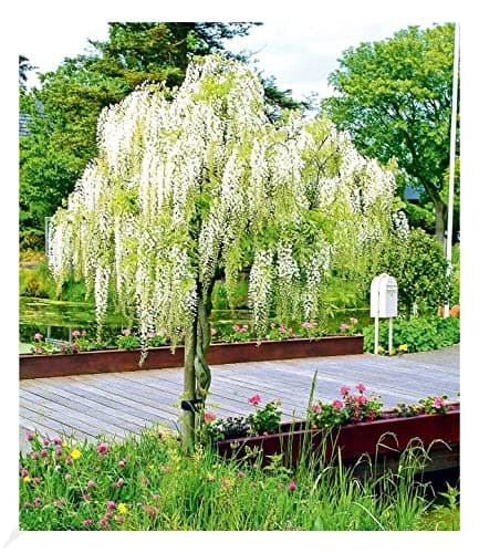 BALDUR Garten Winterhartes Stämmchen Wisteria sinensis Blauregen, für Sonnig Den Standort, bienenfreundlich, 1 Pflanze