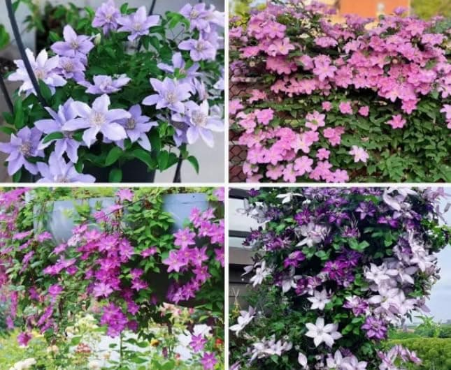 Clematis Samen - Mischung Farben, Großblumige Kletterpflanzen für Garten, Balkon & Vertikale Begrünung - 30 Stück, Mehrj