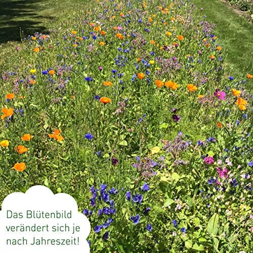 Bienenwiese Blumenmischung: Premium Saatgut für bunte Bienenweide - bienenfreundlich - ein- und mehrjährig - 100g OwnGro