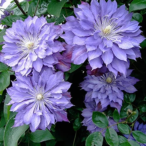 Clematis-Rhizom. Clematis winterhart mehrjährige „Königin der Reben“ - Schmücken Sie die Umgebung -10 Rhizom-Beschläge f