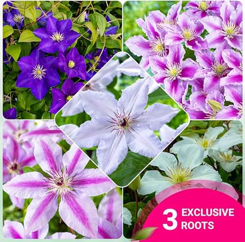 Clematis Tricilor Kollektion (3 Pflanzen) - Weiß-Rot-Rosa-Violett Farben, Winterhart und Mehrjährig, Stauden aus Holland