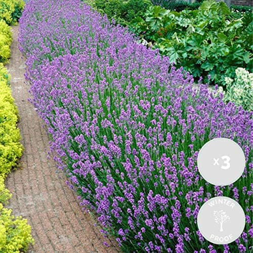 Bloomique Winterhart Duftlavendel - 3er Set - Gartenpflanzen Lavandula Angustifolia Ardèche - Winterhart - Mehrjährig -