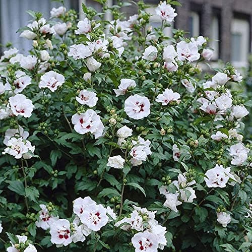 Hibiskus Lady Stanley - Rose von Sharon | Laubabwerfender Baum für Gärten & Terrassen - Schönheit & Wärme in der Umgebun