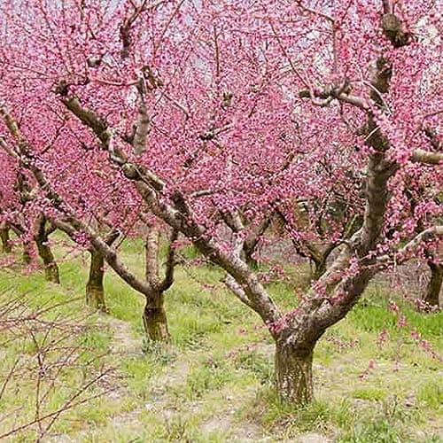 Prunus Pink Peachy Patio Baum, robust für den Garten, ideal für outset, blühender Baum im 3L Topf.