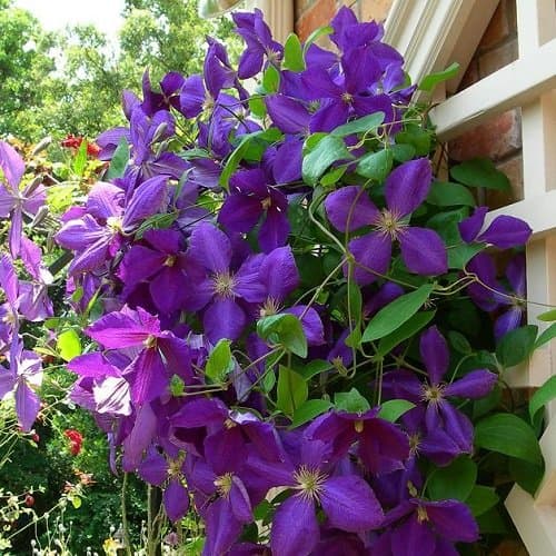 3 Clematis Kletterpflanzen Mix (3 für 2 bezahlen): Blau (Jackmanii), Rosa/Weiβ (Nelly Moser) & Rot (Ville de Lyon) - meh