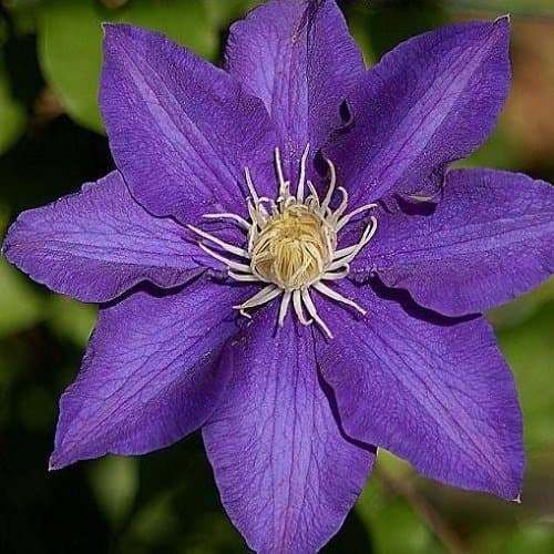 Clematis The President - Winterharte Kletterpflanze für Anfänger - Blühende Klematis in der Natur - 1 Pflanze