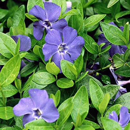Vinca minor 'Bowles variety' winterhart für Gartenanrichtung 9cm Topf