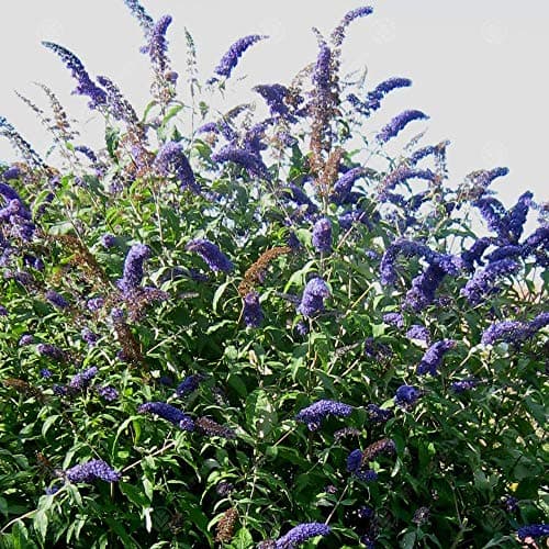 Buddleia Davidii Empire Blue Schmetterlingsflieder Duftender Gartenstrauch - Duft,Ideal für Vordergarten,Praktische Größ