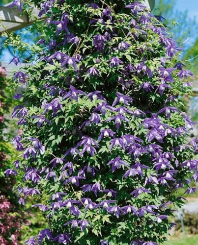 Clematis alpina 80-100 cm - Winterharte Rankpflanze, ideal für Rankgerüste, pflegeleicht und mit blauen Blüten im April-