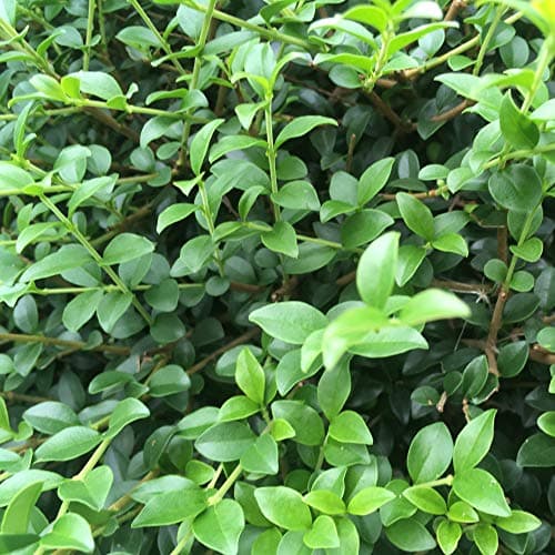 Immergrüner Ligusterbaum | Ideal für Terrassen, Beete und kleine Gärten | Hochwertiger gerader Stamm