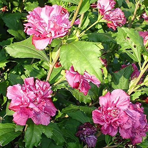 Hibiscus Duc de Brabant - Rose of Sharon | Laubabwerfender Baum für Gärten & Terrassen - ideal für Bunasoleigärten & Out