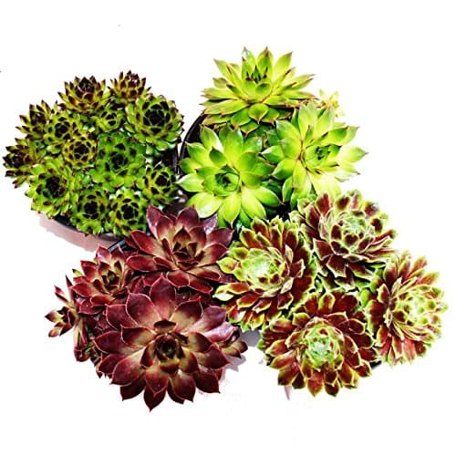 Exotenherz - Hauswurz Set - Für Sammler - Dekoration - 4 verschiedene Sempervivum-Sorten - Miniaturpflanzen - 8 Exemplar