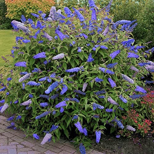 Buddleia Davidii Empire Blue Schmetterlingsflieder Duftender Gartenstrauch - Duft,Ideal für Vordergarten,Praktische Größ