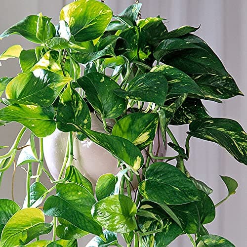 Epipremnum Aureum - Gemeiner-Efeu | Hängekorbpflanze | Beliebte Tropische Zimmerpflanze für Jeder