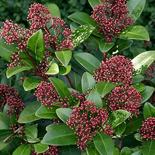 Skimmia japonica Rubella | Schön immergrüner blühender Topfstrauch für Gartenanerz.ie