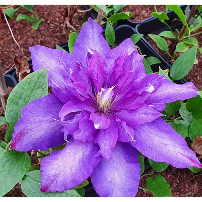 Clematis Großblütige Daniel Deronda 1L - Pflanze für Anfänger und professionelle Gärtner - Ideal für Kleingarten - Schön