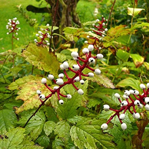 Actaea pachypoda 'Misty Blue' Baneberry Strauch Immergrüner Gartenstrauch | 9cm Topf - Dauerhafte Blüte | Ideal für Schu