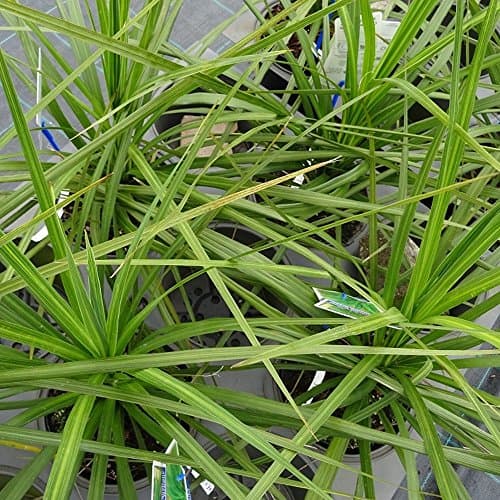 Cordyline australis Atlantisches Grün Pflanzenkultur für Haus und Gartenngrößere Größen verfügbarPopulaire Suchbegriffe