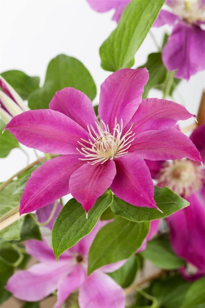 Clematis Hybrid 'Comtesse de Bouchaud' - pflegeleicht und winterhart, ideal für Rankgerüste, rosige Blüte Juni-September