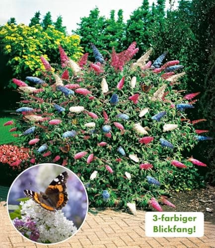 BALDUR Garten dreifarbiger Schmetterlingsstrauch 'Papillion Tricolor', winterhart, trockenresistent, bienenfreundlich