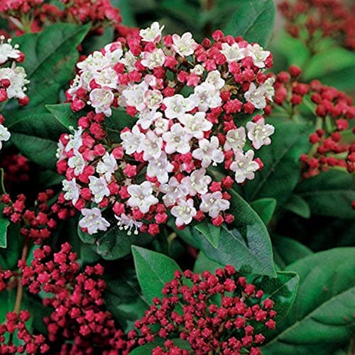 Viburnum tinus Immergrüner blühender Strauch Topfgröße für den Garten mit Beeren