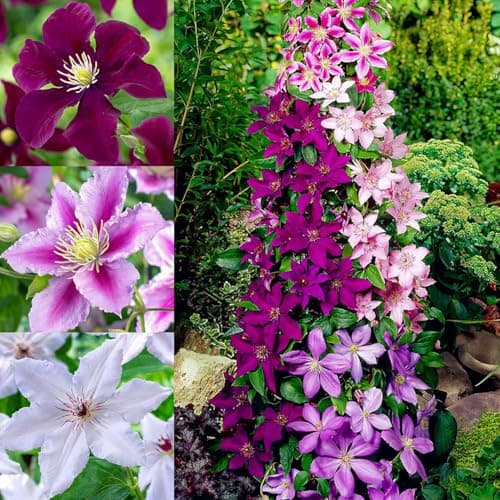 Clematis Tricilor Kollektion (3 Pflanzen) - Weiß-Rot-Rosa-Violett Farben, Winterhart und Mehrjährig, Stauden aus Holland