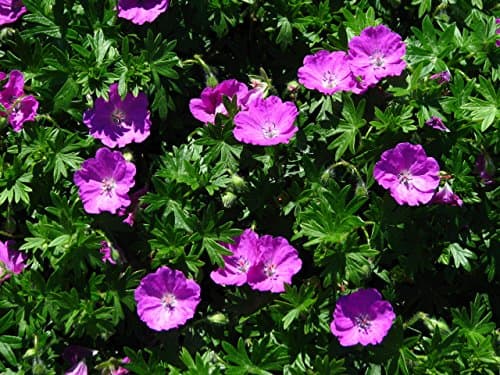 10 x Geranium sanguineum 'Max Frei' - Kompakt, leuchtend und unermüdlich blühend - Tolle leuchtende Blüten - für Gartena