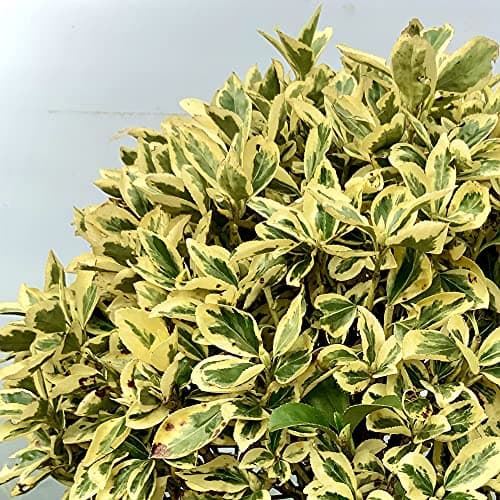 Euonymus japonicus Bravo - Immergrüner Topfgartenstrauch | Schön bei Haus und Garten | Idealer Baumschmuck für Terrassen
