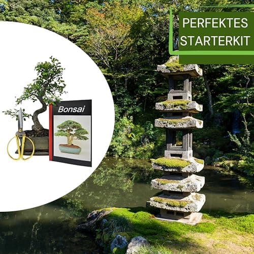Genki-Bonsai Chinesische Ulme – pflegeleicht für Anfänger & Fortgeschrittene – 4-teiliges Indoor-Komplettset