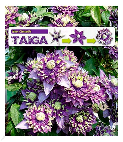 BALDUR Garten Waldrebe Clematis 'Etoile de Malicorne' winterhart, bienenfreundliche mehrjährige blühende Kletterpflanze,