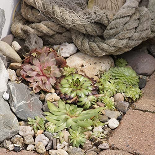 Sempervivum Mix Hauswürz - Dekoration fürɑlles_dicke_Pflanzen
| Sempervivum Mix Hauswürz - 6er_Set_Für_Ihr_Garten
| Sem
