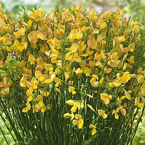 Cytisus 'Apricot Gem' - Blütenpflanze für warme Akzente im Frühling - Ideal für Gärten - 10 Stängel - Frühlingserstance