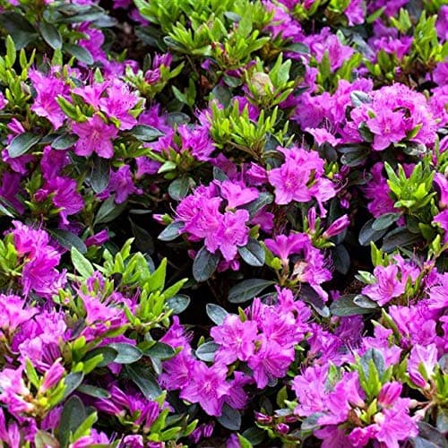 Rhododendron obt. 'Königstein' - Japanische Azalee 20-25cm Topfgesamtgröße