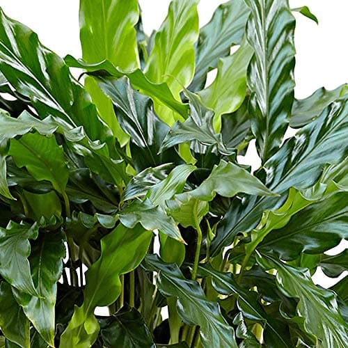 Calathea Rufibarba | Üppige Korbmarante als Geschenk fürs Haus (30-40 cm im Topf)  
Calathea Rufibarba | Üppige Korbmara