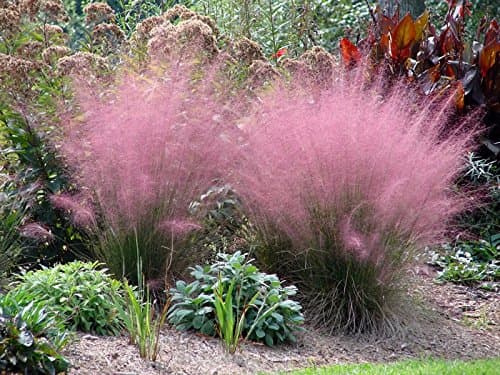 Muhlenbergia capillaris im 1 Liter Topf - Winterhart - Stauden - Fur Blickfang im Garten - Rosa Haargras