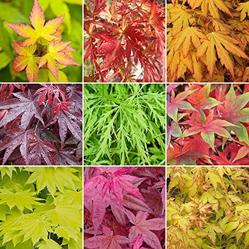 4 x Acer Bäume | Winterharte Gartensträucher für den Inanspruchungsbereich der Gartenanfänger| ideal für den Frühlingsan