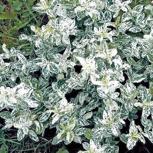 Gardener's Dream Euonymus Harlequin Baum - Idylleschwender für Garten, Balkon und Terrasse, Winterhart, 70-80 cm (Beigei