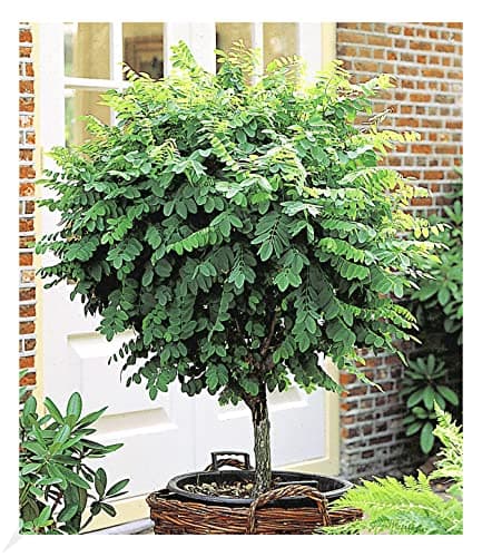 BALDUR Garten Winterhartes Stämmchen Wisteria sinensis Blauregen, für Sonnig Den Standort, bienenfreundlich, 1 Pflanze
